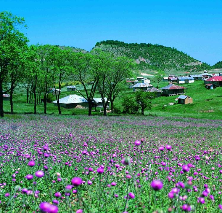 کردکوی