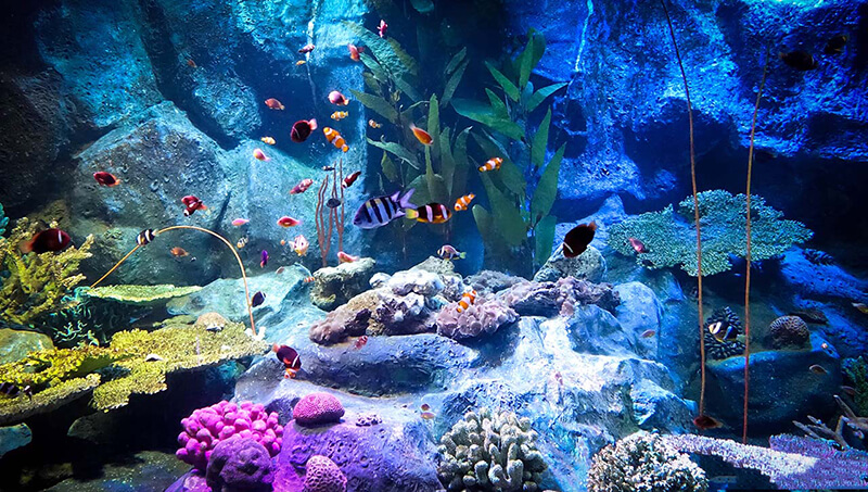 دنیای زیر آب