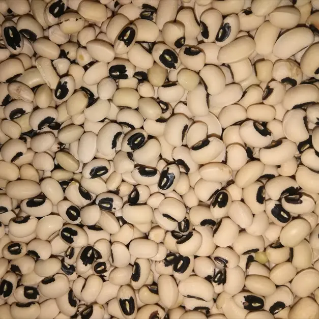 لوبیا چشم بلبلی